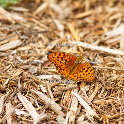 Tabac d'Espagne - Argynnis paphia