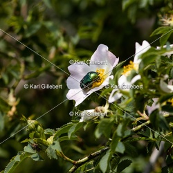 Cétoine dorée - Cetonia aurata