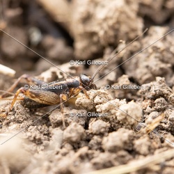 Grillon des bois - Nemobius sylvestris