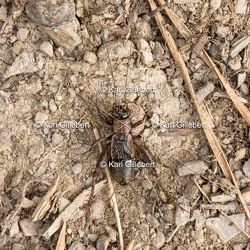 Grillon des bois - Nemobius sylvestris