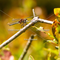 Leucorrhine douteuse - Leucorrhinia dubia