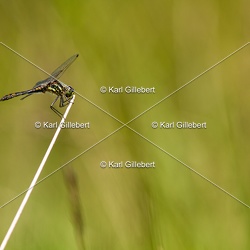 Sympétrum noir - Sympetrum danae