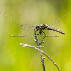 Sympétrum noir - Sympetrum danae