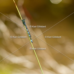 Agrion de Mercure - Coenagrion mercuriale