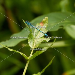Agrion de Mercure - Coenagrion mercuriale