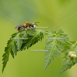 Andrène cul-rouille - Andrena haemorrhoa