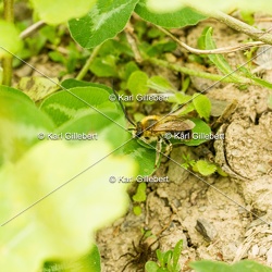 Eucera spec