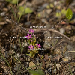 Erythrée élégante - Centaurium pulchellum