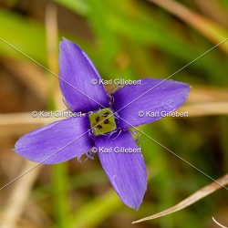 Gentiane ciliée - Gentianopsis ciliata