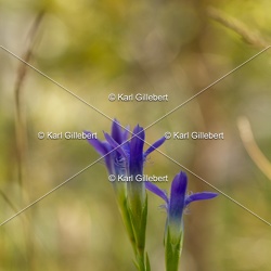 Gentiane ciliée - Gentianopsis ciliata