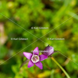 Gentianelle d'Allemagne - Gentianella germanica