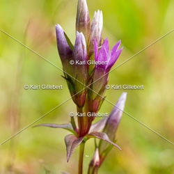 Gentianelle d'Allemagne - Gentianella germanica