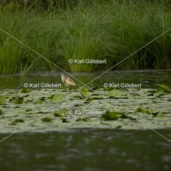 Crabier chevelu - Ardeola ralloides