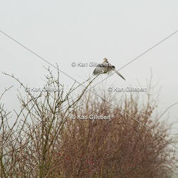 Élanion blanc - Elanus caeruleus