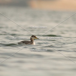 Grèbe jougris - Podiceps grisegena