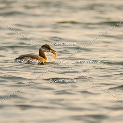 Grèbe jougris - Podiceps grisegena