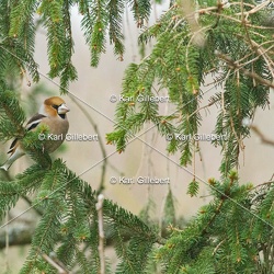 Gros-bec casse-noyaux - Coccothraustes coccothraustes
