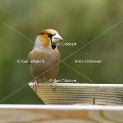Gros-bec casse-noyaux - Coccothraustes coccothraustes