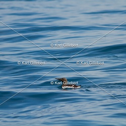 Guillemot de Troïl - Uria aalge