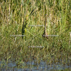 Héron pourpré - Ardea purpurea