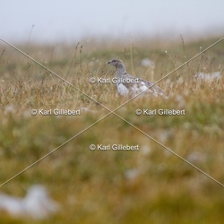 Lagopède alpin - Lagopus muta