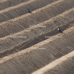 Merle à plastron - Turdus torquatus