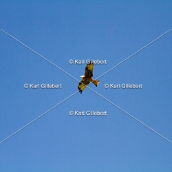 Milan royal - Milvus milvus