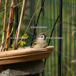 Moineau friquet - Passer montanus