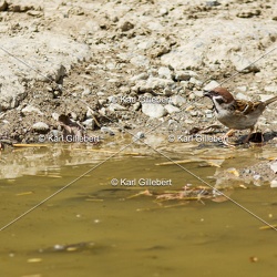 Moineau friquet - Passer montanus