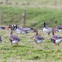 Oie à bec court - Anser brachyrhynchus