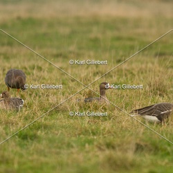 Oie rieuse - Anser albifrons