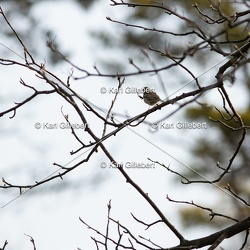 Pipit des arbres - Anthus trivialis