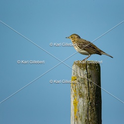 Pipit farlouse - Anthus pratensis