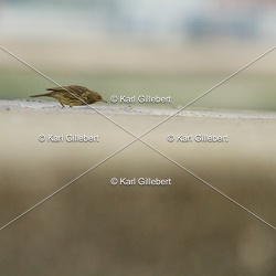 Pipit farlouse - Anthus pratensis