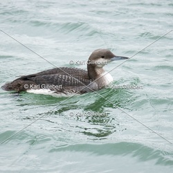 Plongeon arctique - Gavia arctica