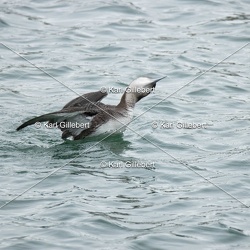 Plongeon arctique - Gavia arctica