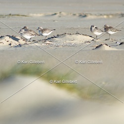 Pluvier argenté - Pluvialis squatarola