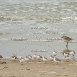 Pluvier argenté - Pluvialis squatarola