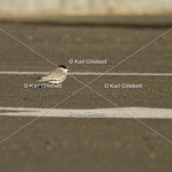 Sterne naine - Sternula albifrons