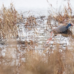 Talève sultane - Porphyrio porphyrio