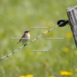 Tarier des prés - Saxicola rubetra