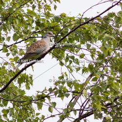 Tourterelle des bois - Streptopelia turtur