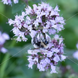 Bourdon des forêts - Bombus lucorum