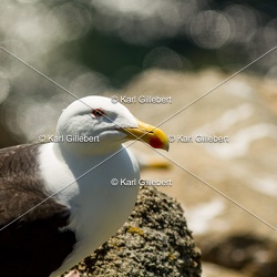 Goéland marin - Larus marinus