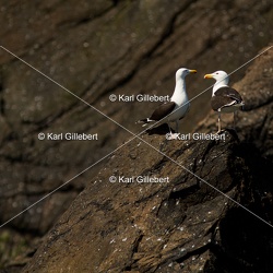 Goéland marin - Larus marinus