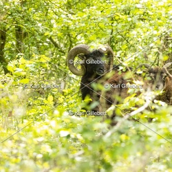 Mouflon d'Europe - Ovis gmelini musimon