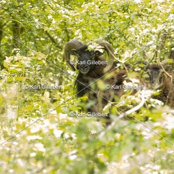 Mouflon d'Europe - Ovis gmelini musimon