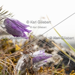 Anémone pulsatille - Pulsatilla vulgaris