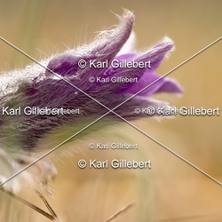 Anémone pulsatille - Pulsatilla vulgaris