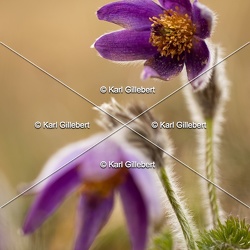 Anémone pulsatille - Pulsatilla vulgaris